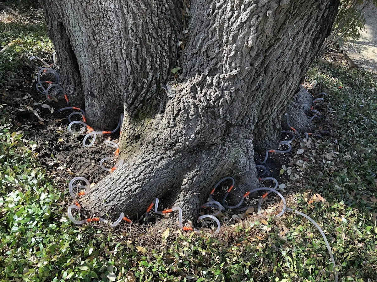 Detailed Tree Cabling and Bracing job site in Otis